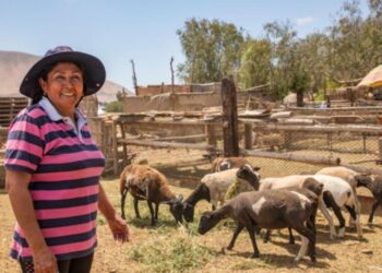 Minera SouthernPerú desarrolló un proyecto innovador con corderos Dorper para la comercialización cárnica en el valle de Ite