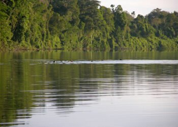 INFORME | Madre de Dios: bosques amazónicos se están convirtiendo en humedales por minería ilegal