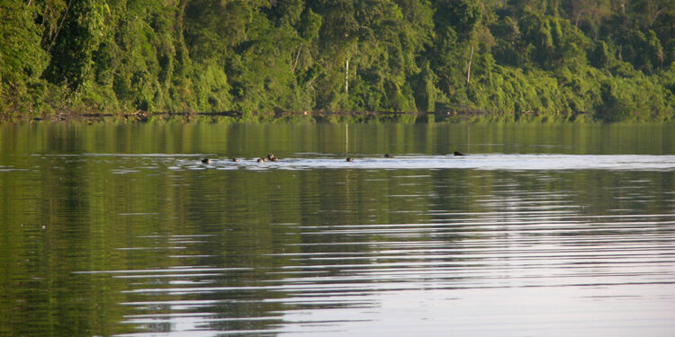 INFORME | Madre de Dios: bosques amazónicos se están convirtiendo en humedales por minería ilegal
