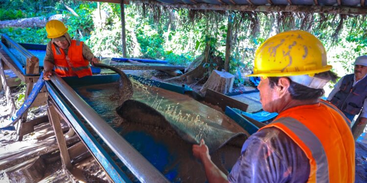 Minem espera formalizar a 20,000 mineros con extensión de seis meses del Reinfo